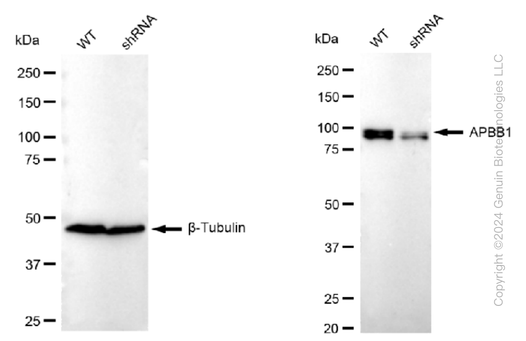 KD-Validated Anti-APBB1 Rabbit Monoclonal Antibody ABG1220