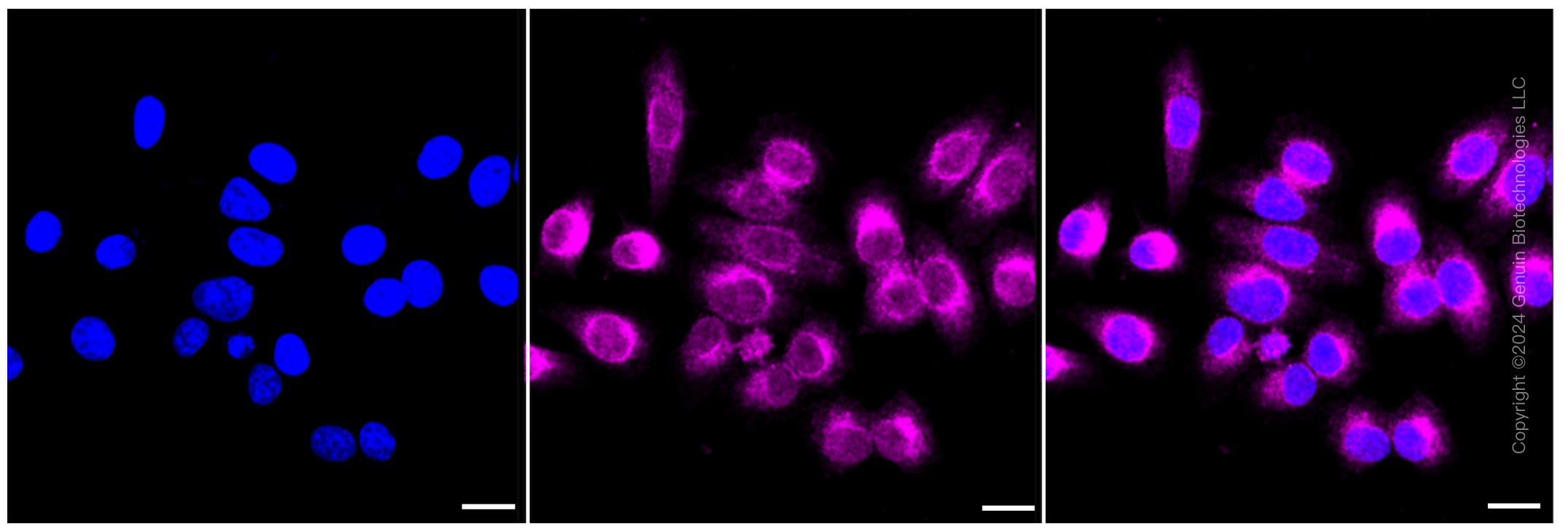 KD-Validated Anti-B cell receptor associated protein 31 Rabbit Monoclonal Antibody ABG1221