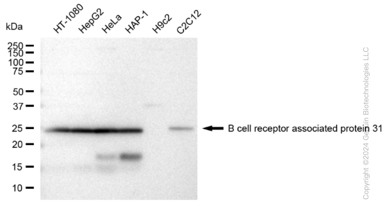 KD-Validated Anti-B cell receptor associated protein 31 Rabbit Monoclonal Antibody ABG1221