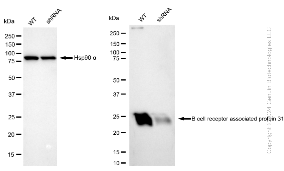 KD-Validated Anti-B cell receptor associated protein 31 Rabbit Monoclonal Antibody ABG1221