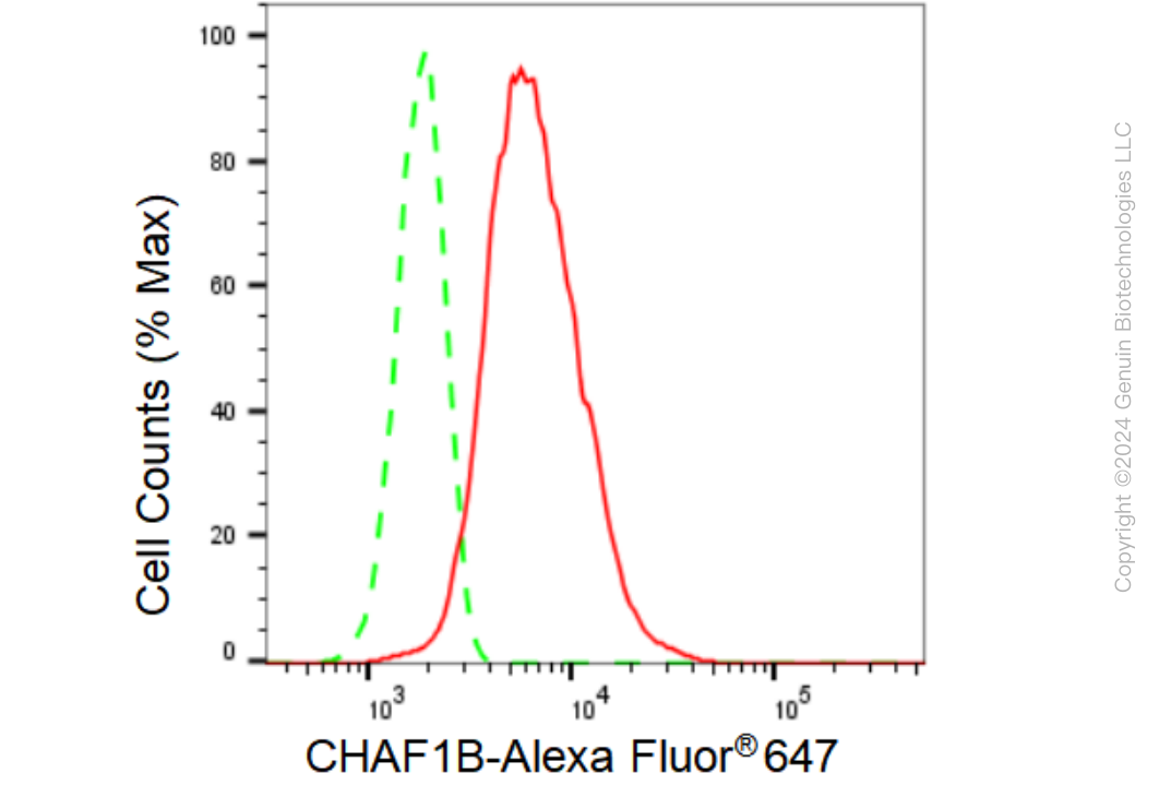 KD-Validated Anti-CHAF1B Rabbit Monoclonal Antibody ABG1222
