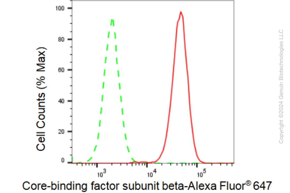KD-Validated Anti-Core-binding factor subunit beta Rabbit Monoclonal Antibody ABG1223