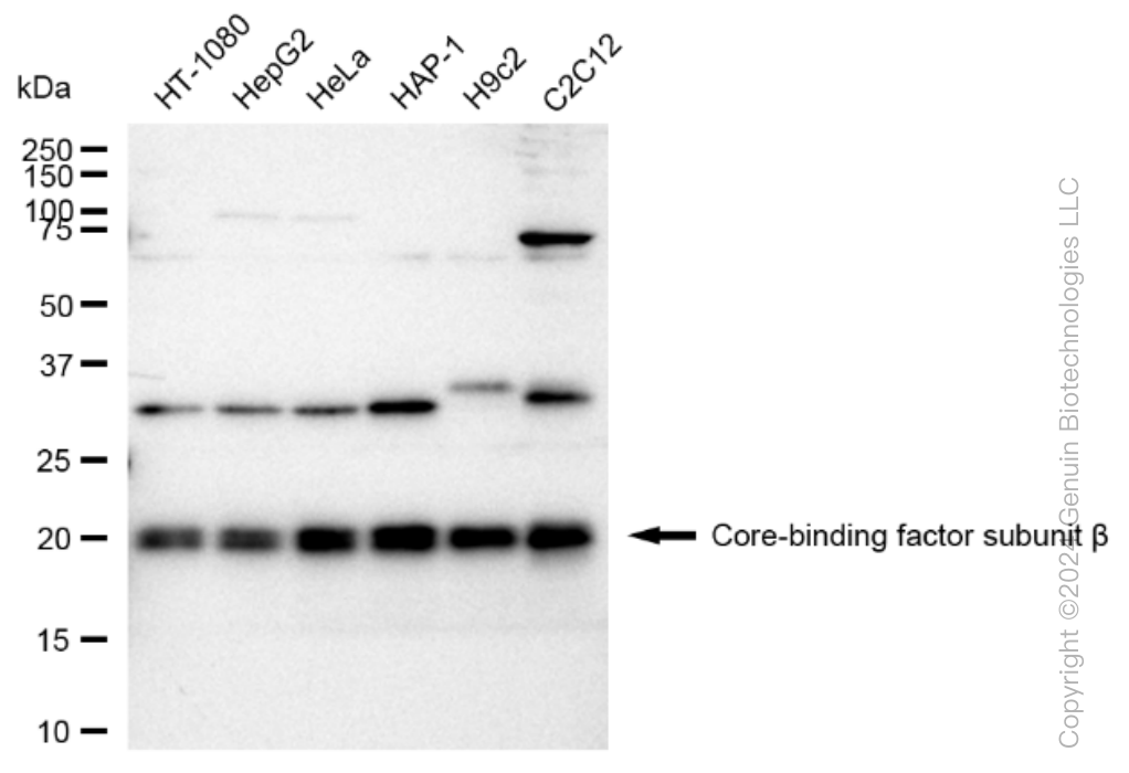 KD-Validated Anti-Core-binding factor subunit beta Rabbit Monoclonal Antibody ABG1223