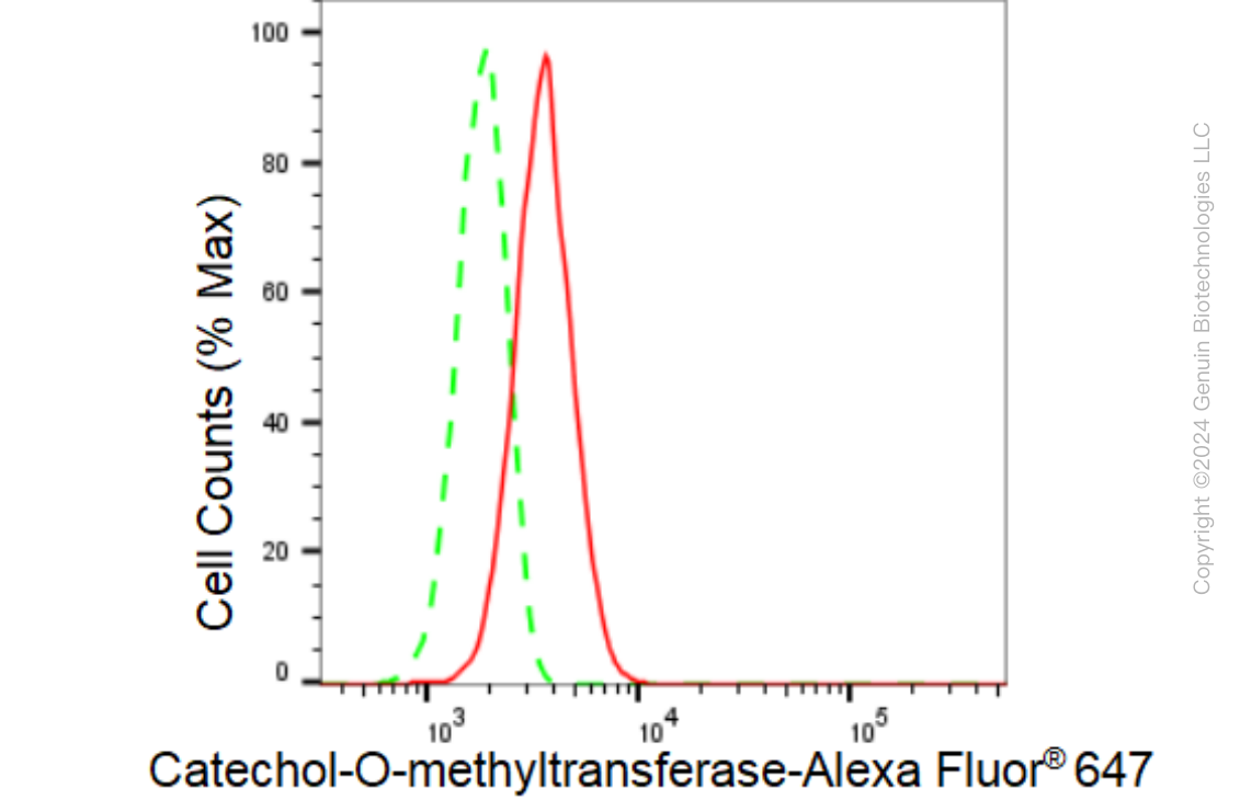KD-Validated Anti-Catechol-O-methyltransferase Rabbit Monoclonal Antibody ABG1224