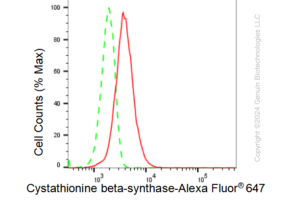 KD-Validated Anti-Cystathionine beta-synthase Rabbit Monoclonal Antibody ABG1226