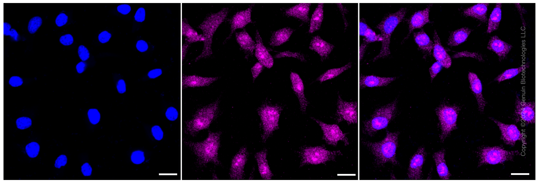 KD-Validated Anti-Cystathionine beta-synthase Rabbit Monoclonal Antibody ABG1226