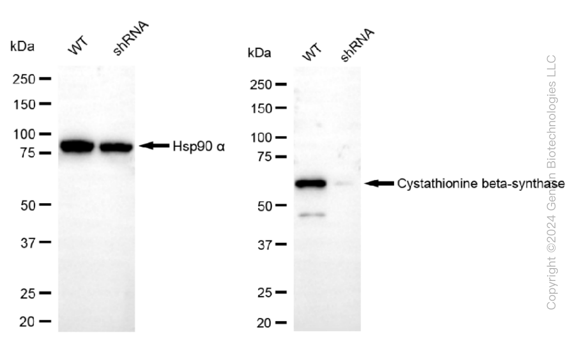 KD-Validated Anti-Cystathionine beta-synthase Rabbit Monoclonal Antibody ABG1226