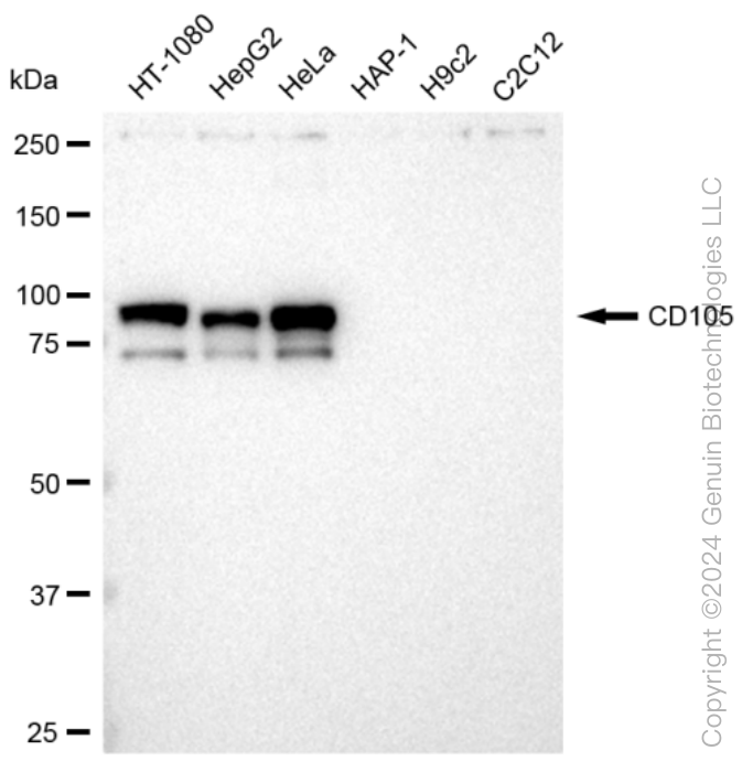 KD-Validated Anti-CD105 Rabbit Monoclonal Antibody ABG1227