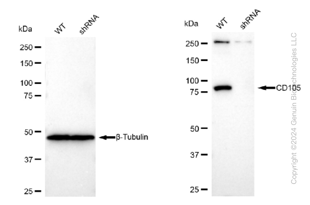 KD-Validated Anti-CD105 Rabbit Monoclonal Antibody ABG1227