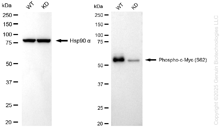 KD-Validated Anti-Phospho-c-Myc (S62) Rabbit Monoclonal Antibody ABG1228