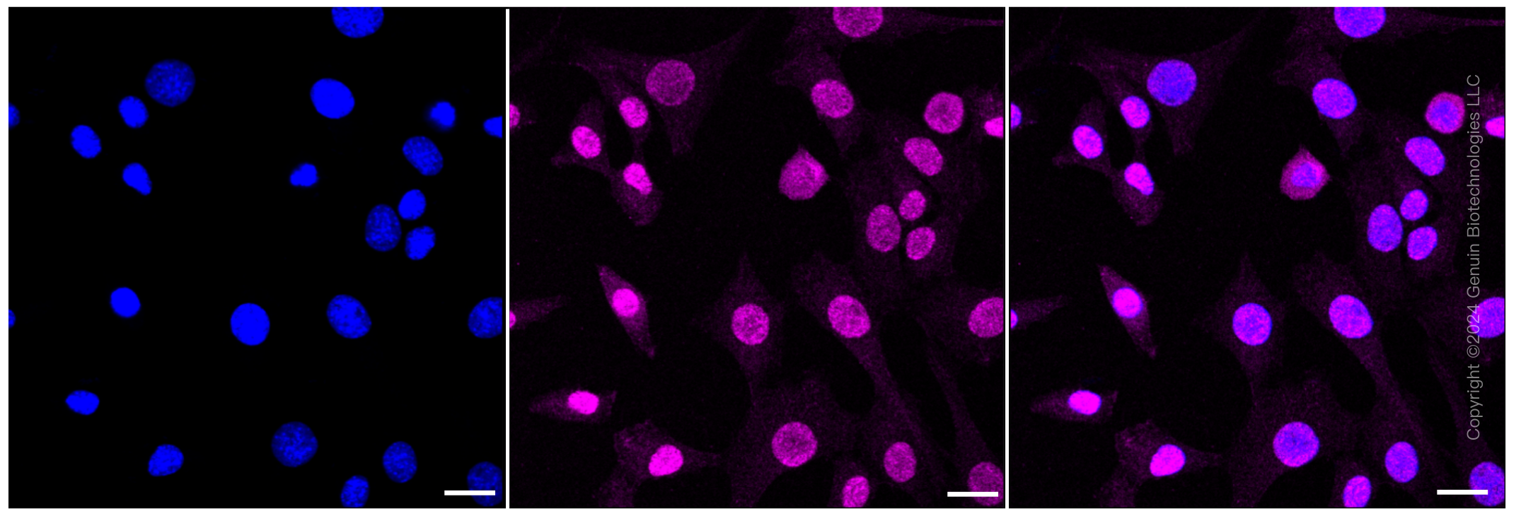KD-Validated Anti-AP2S1 Rabbit Monoclonal Antibody ABG1229