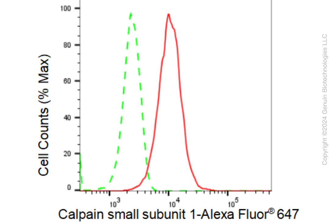KD-Validated Anti-Calpain small subunit 1 Rabbit Monoclonal Antibody ABG1230