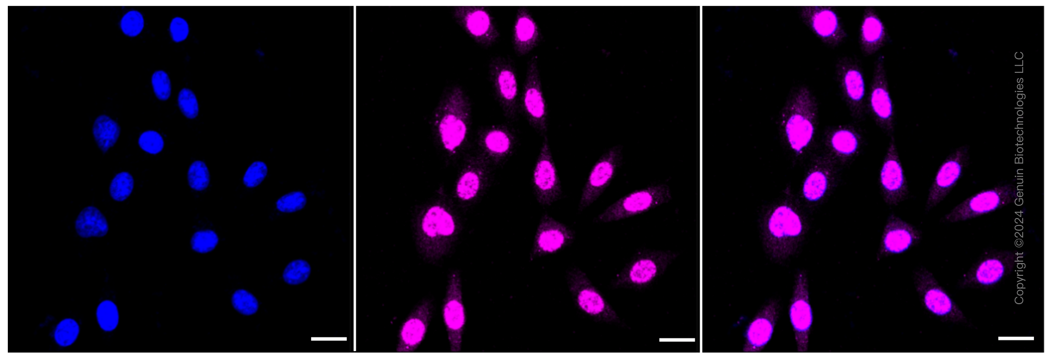 KD-Validated Anti-Calpain small subunit 1 Rabbit Monoclonal Antibody ABG1230