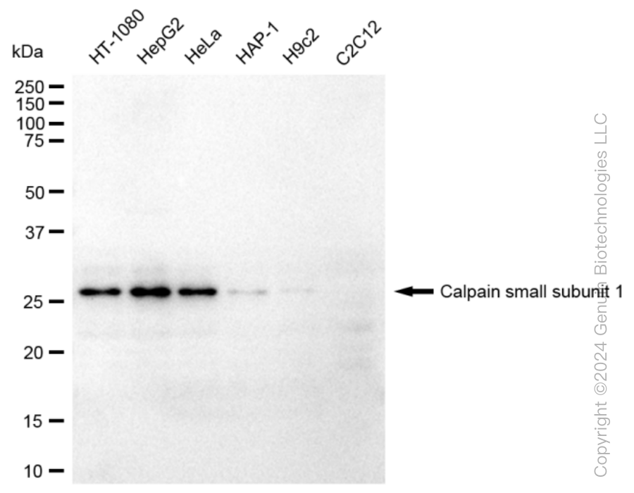 KD-Validated Anti-Calpain small subunit 1 Rabbit Monoclonal Antibody ABG1230