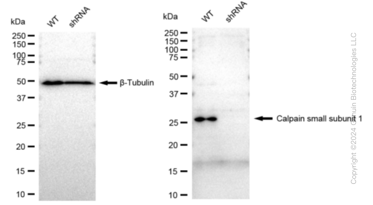 KD-Validated Anti-Calpain small subunit 1 Rabbit Monoclonal Antibody ABG1230