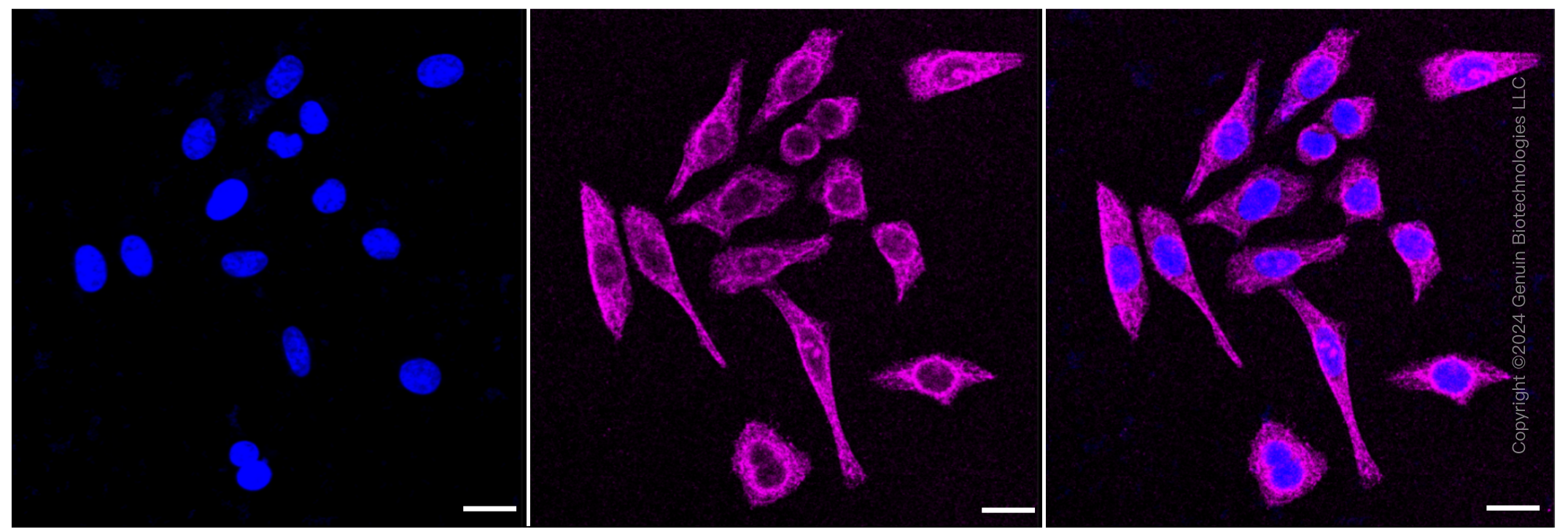KD-Validated Anti-CD97 Rabbit Monoclonal Antibody ABG1231