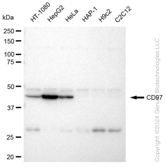 KD-Validated Anti-CD97 Rabbit Monoclonal Antibody ABG1231