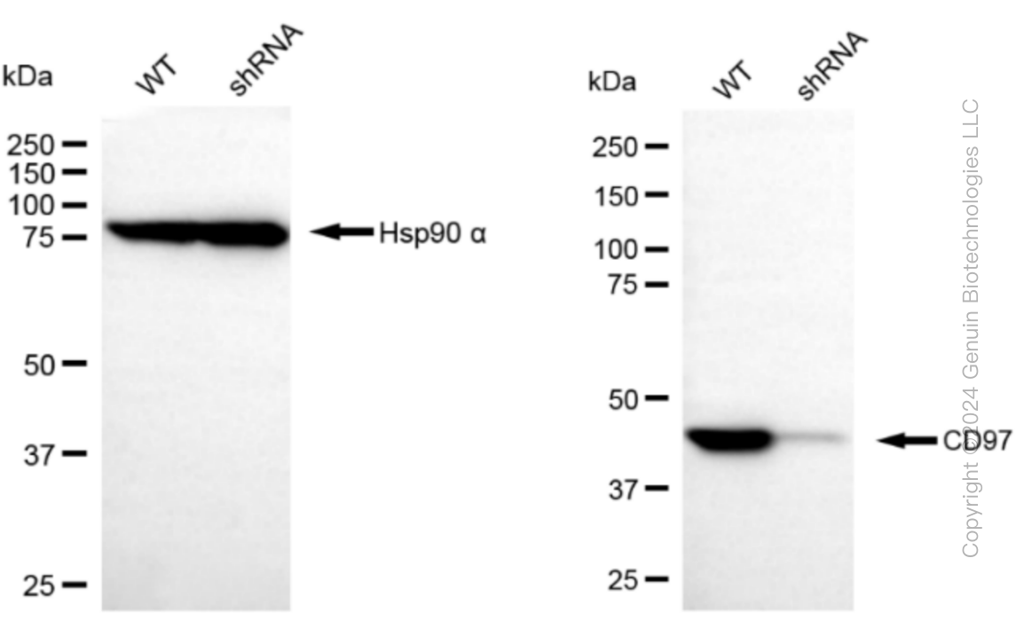 KD-Validated Anti-CD97 Rabbit Monoclonal Antibody ABG1231