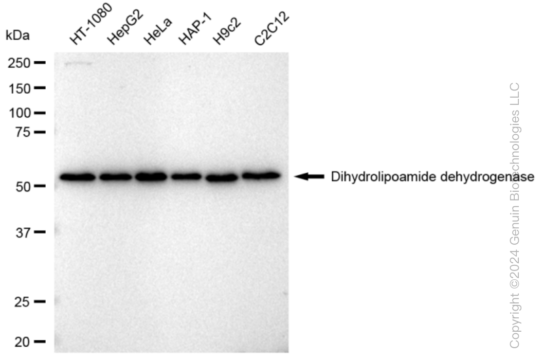 KD-Validated Anti-Dihydrolipoamide dehydrogenase Rabbit Monoclonal Antibody ABG1232