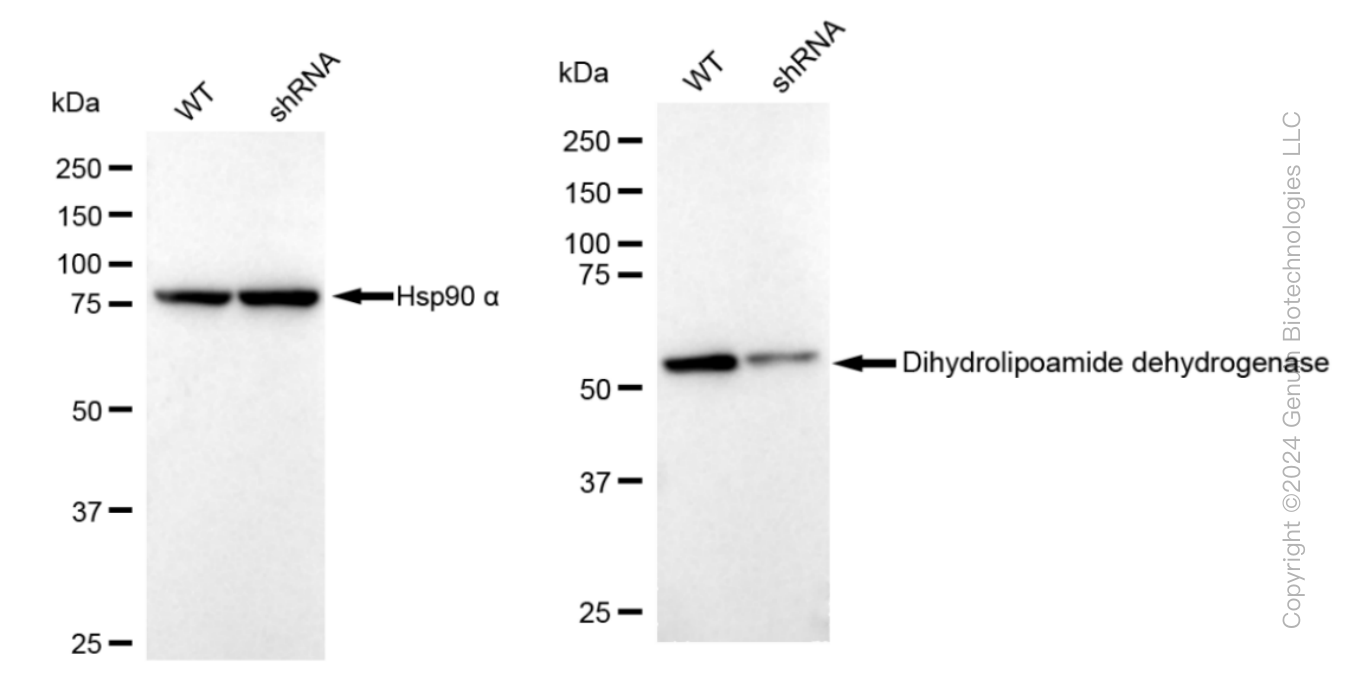 KD-Validated Anti-Dihydrolipoamide dehydrogenase Rabbit Monoclonal Antibody ABG1232