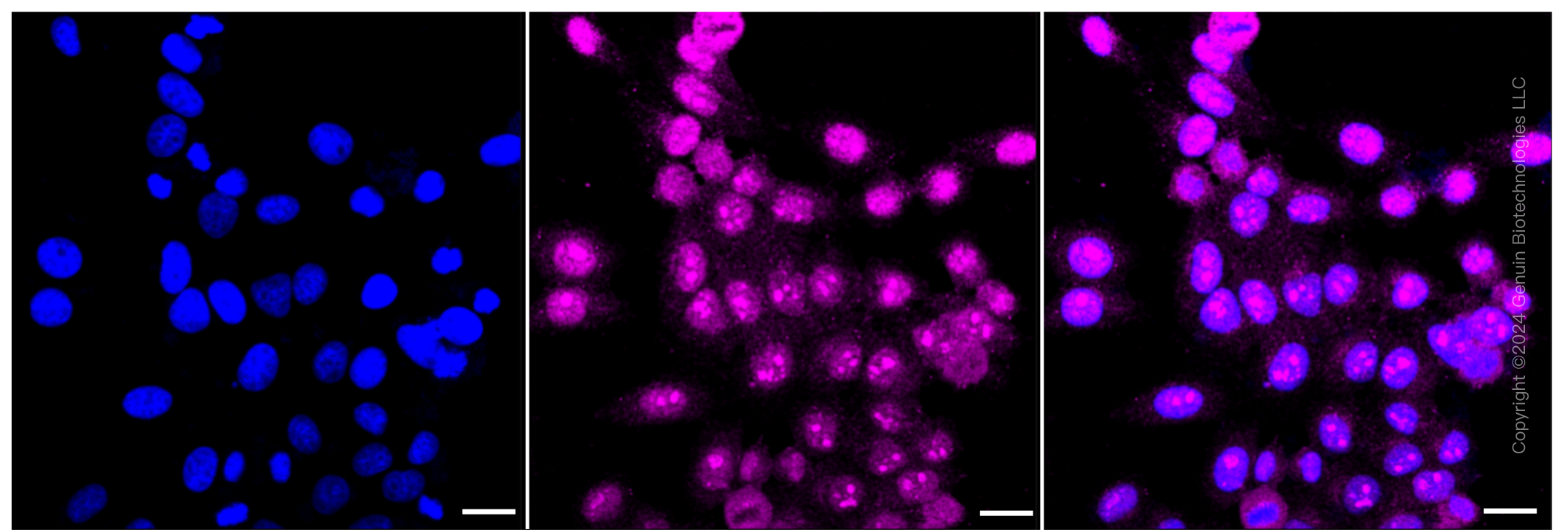 KD-Validated Anti-ADP ribosylation factor 5 Rabbit Monoclonal Antibody ABG1233