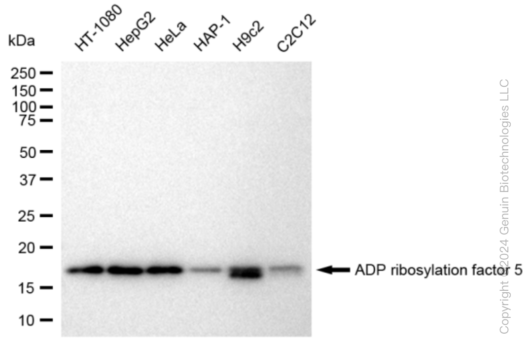 KD-Validated Anti-ADP ribosylation factor 5 Rabbit Monoclonal Antibody ABG1233