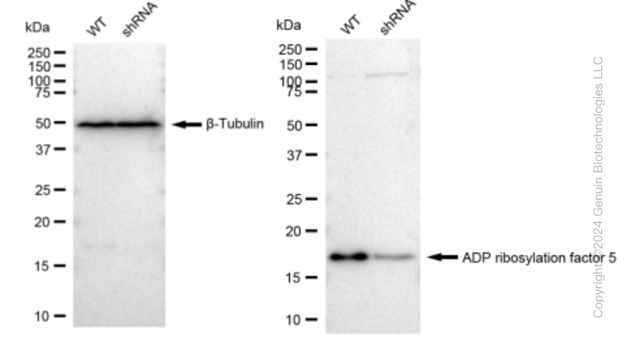 KD-Validated Anti-ADP ribosylation factor 5 Rabbit Monoclonal Antibody ABG1233