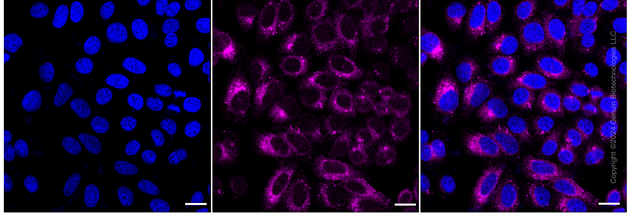 KD-Validated Anti-Prolyl 4-hydroxylase subunit beta Rabbit Monoclonal Antibody ABG1234