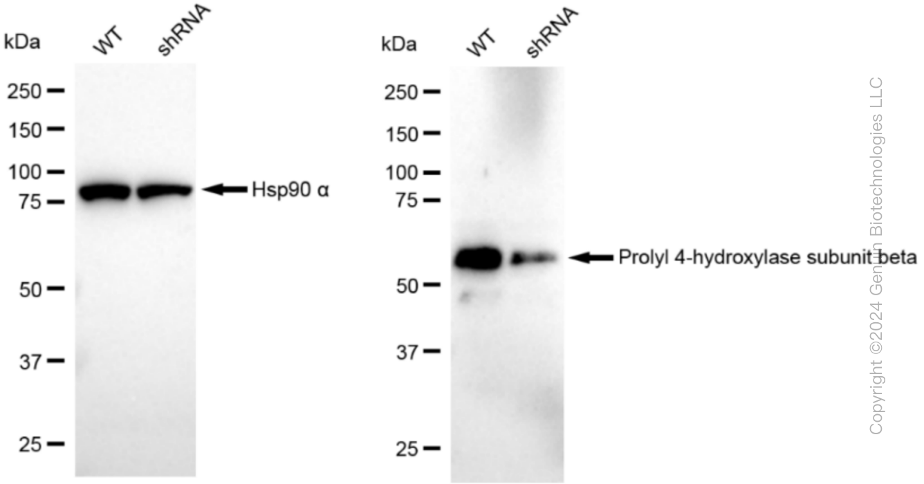 KD-Validated Anti-Prolyl 4-hydroxylase subunit beta Rabbit Monoclonal Antibody ABG1234