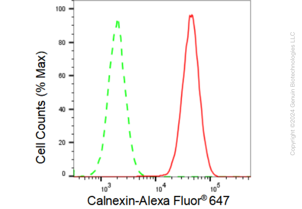 KD-Validated Anti-Calnexin Rabbit Monoclonal Antibody ABG1235