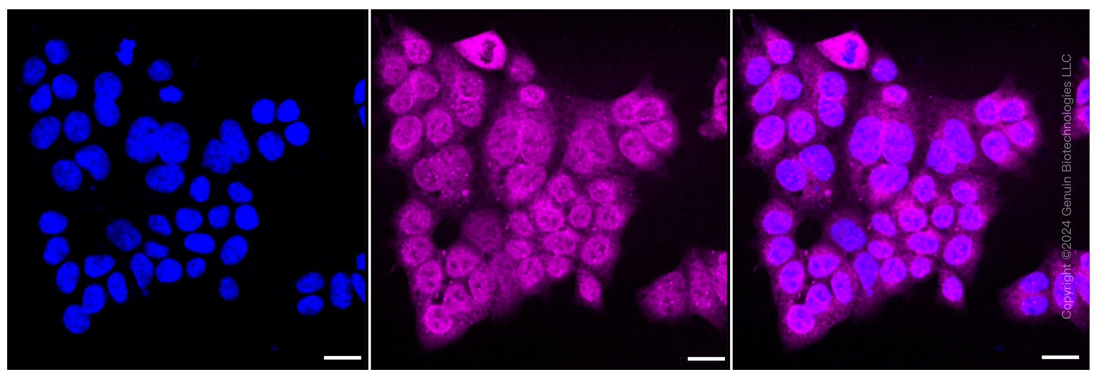 KD-Validated Anti-Calnexin Rabbit Monoclonal Antibody ABG1235