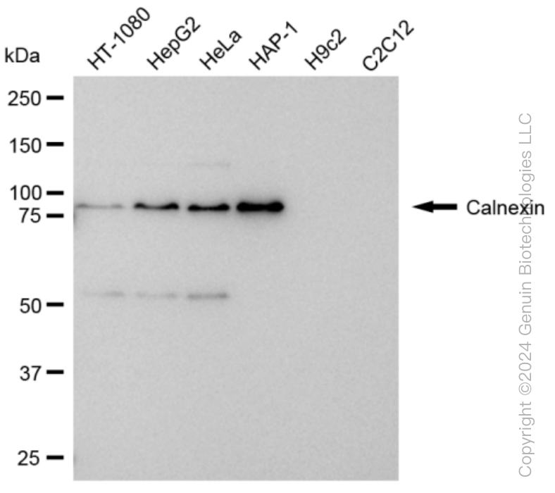 KD-Validated Anti-Calnexin Rabbit Monoclonal Antibody ABG1235