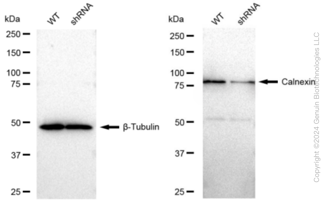 KD-Validated Anti-Calnexin Rabbit Monoclonal Antibody ABG1235
