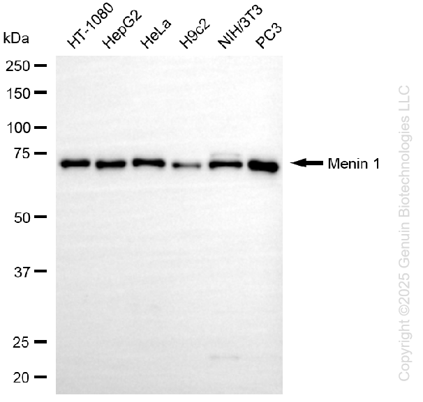 KD-Validated Anti-Menin 1 Rabbit Monoclonal Antibody ABG1236