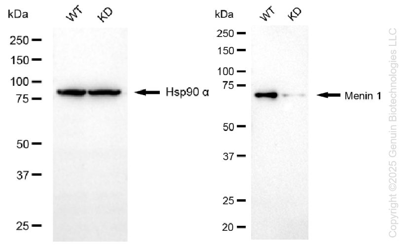 KD-Validated Anti-Menin 1 Rabbit Monoclonal Antibody ABG1236