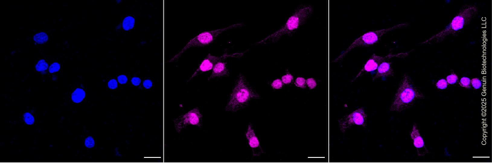 KD-Validated Anti-MUC4 Rabbit Monoclonal Antibody ABG1237