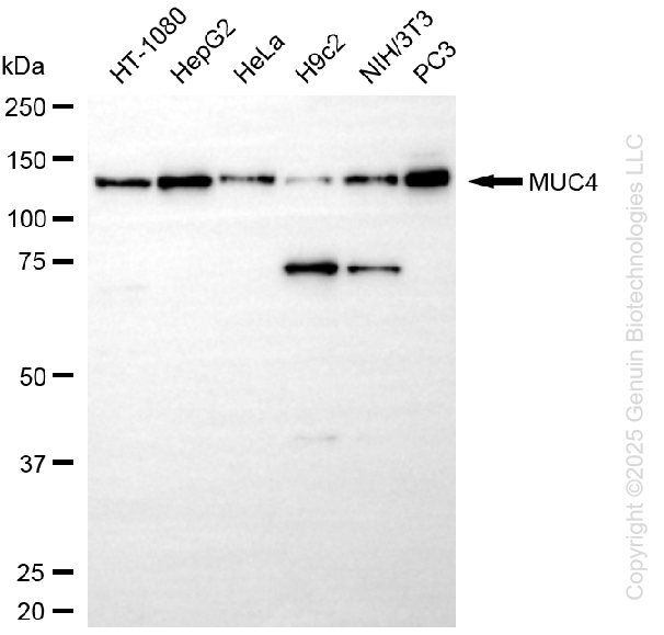KD-Validated Anti-MUC4 Rabbit Monoclonal Antibody ABG1237