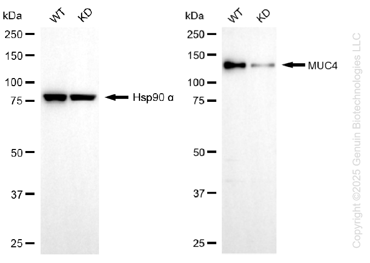 KD-Validated Anti-MUC4 Rabbit Monoclonal Antibody ABG1237
