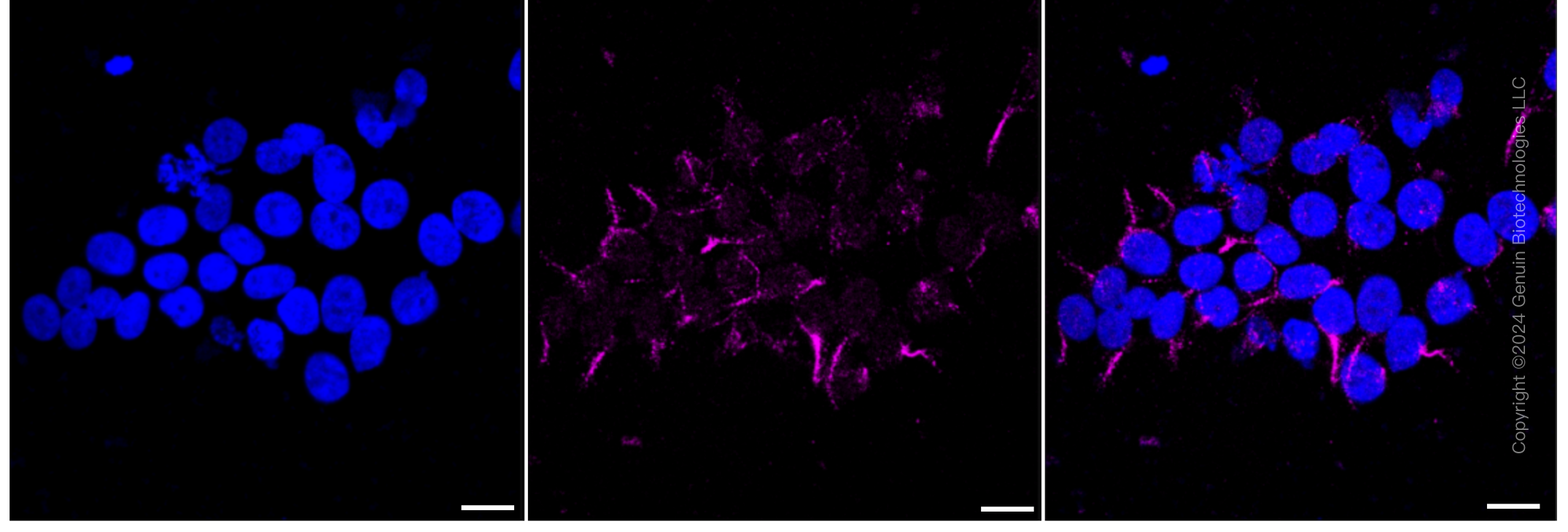 KD-Validated Anti-Glutathione-disulfide reductase Rabbit Monoclonal Antibody ABG1238