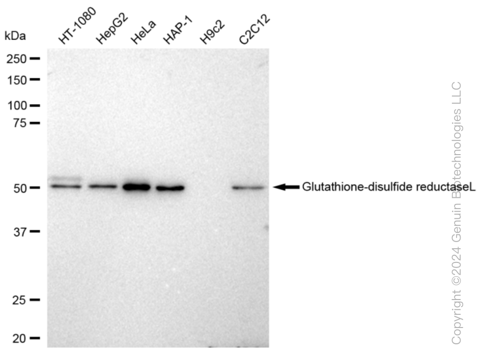 KD-Validated Anti-Glutathione-disulfide reductase Rabbit Monoclonal Antibody ABG1238