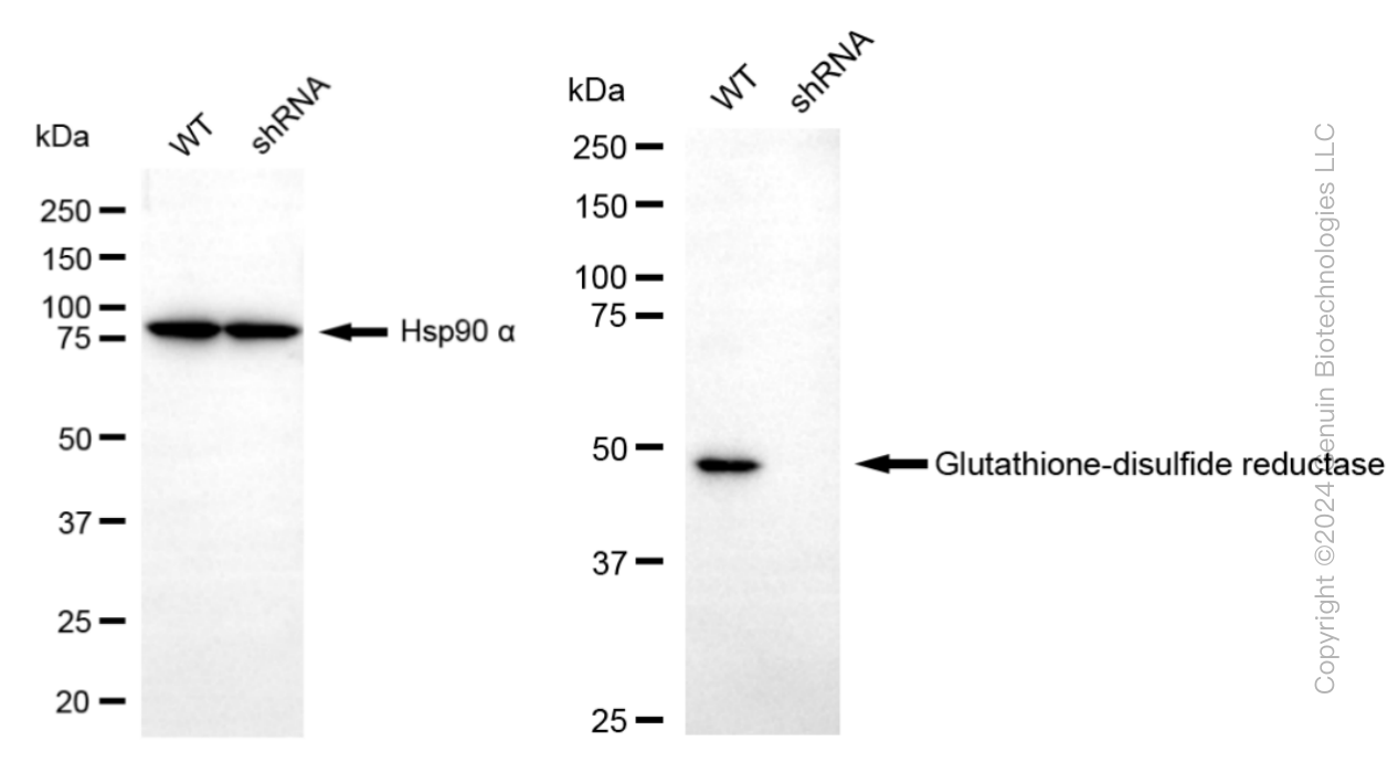 KD-Validated Anti-Glutathione-disulfide reductase Rabbit Monoclonal Antibody ABG1238