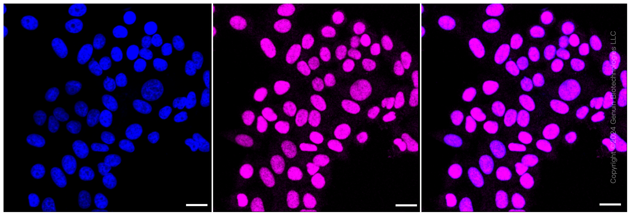 KD-Validated Anti-Helicase like transcription factor Rabbit Monoclonal Antibody ABG1239