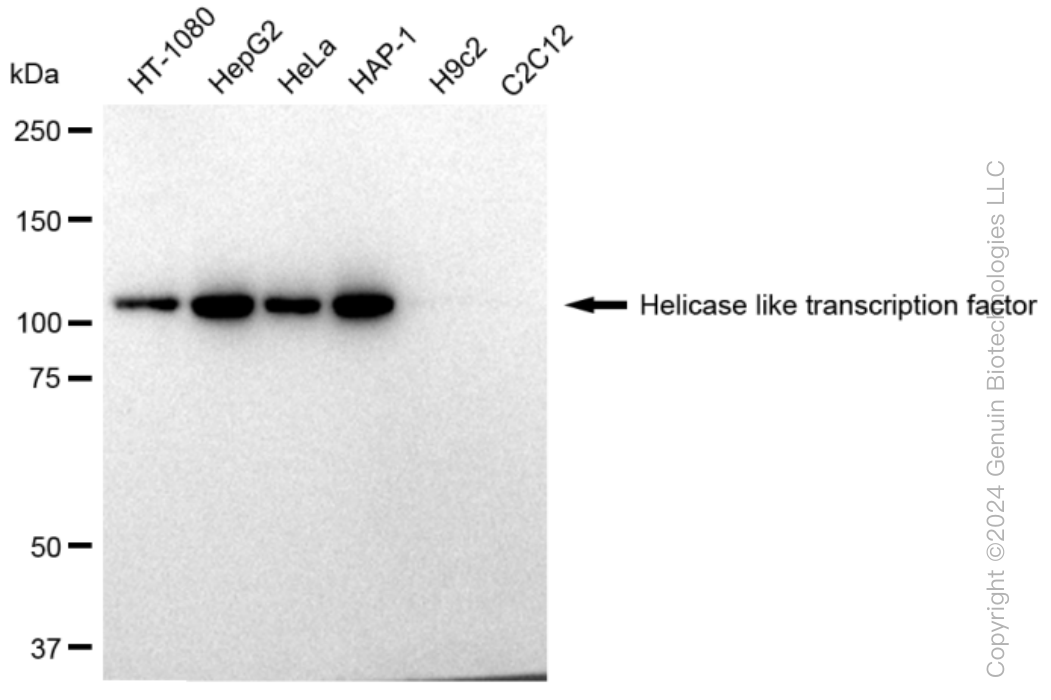 KD-Validated Anti-Helicase like transcription factor Rabbit Monoclonal Antibody ABG1239