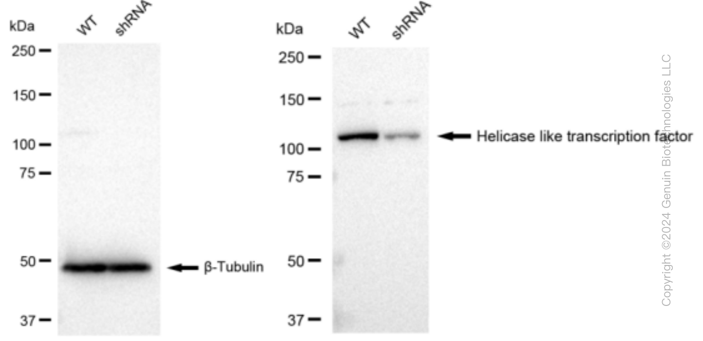 KD-Validated Anti-Helicase like transcription factor Rabbit Monoclonal Antibody ABG1239