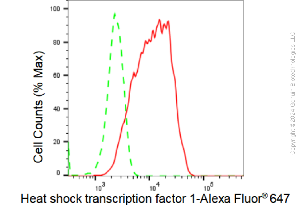 KD-Validated Anti-Heat shock transcription factor 1 Rabbit Monoclonal Antibody ABG1240