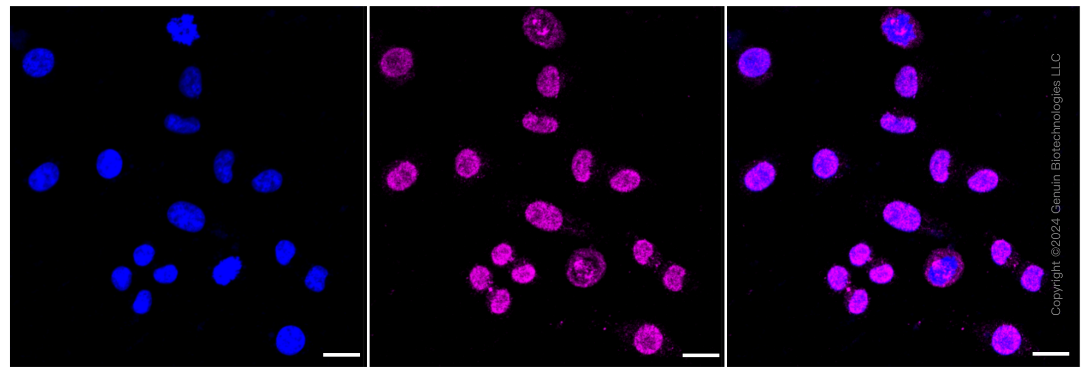 KD-Validated Anti-Heat shock transcription factor 1 Rabbit Monoclonal Antibody ABG1240