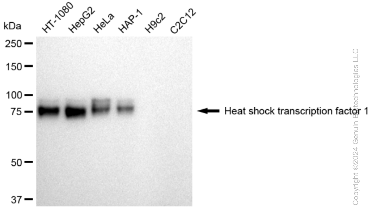 KD-Validated Anti-Heat shock transcription factor 1 Rabbit Monoclonal Antibody ABG1240