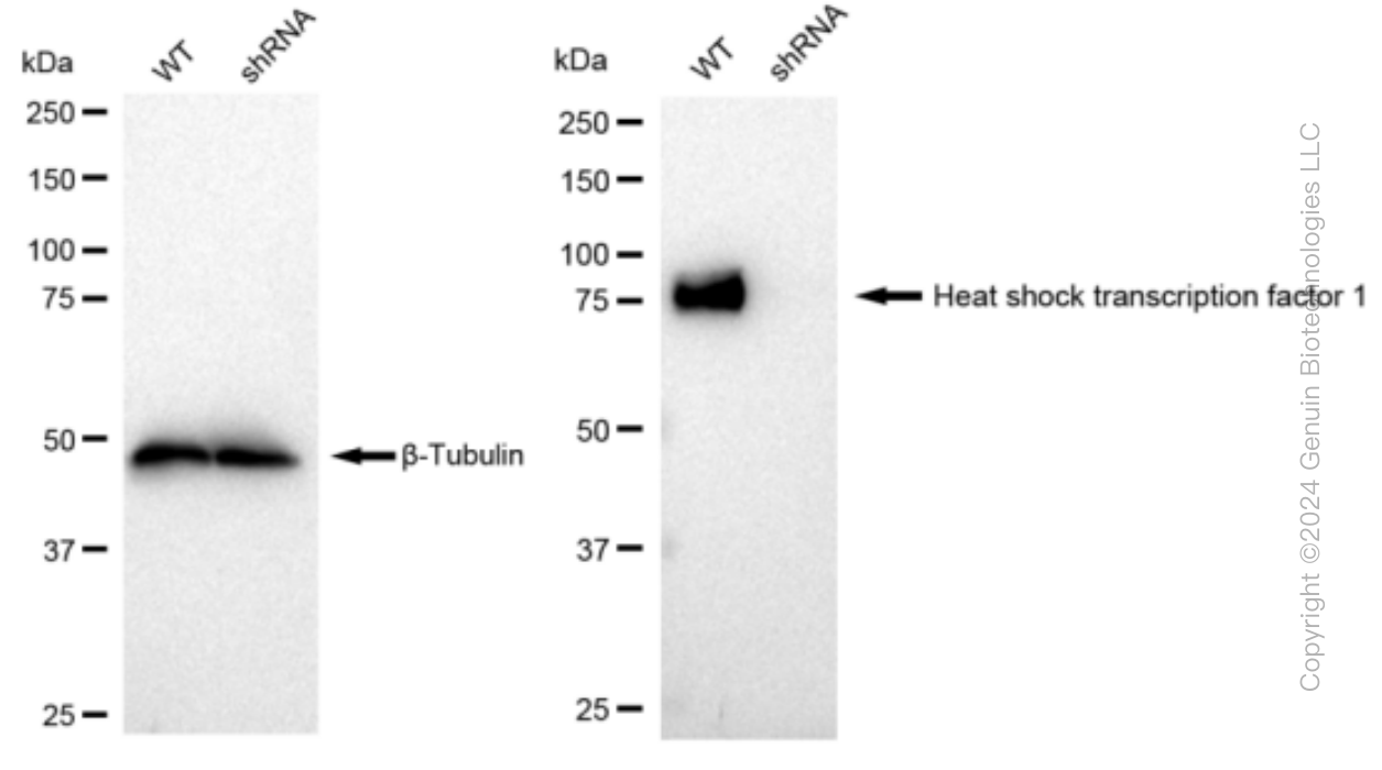 KD-Validated Anti-Heat shock transcription factor 1 Rabbit Monoclonal Antibody ABG1240