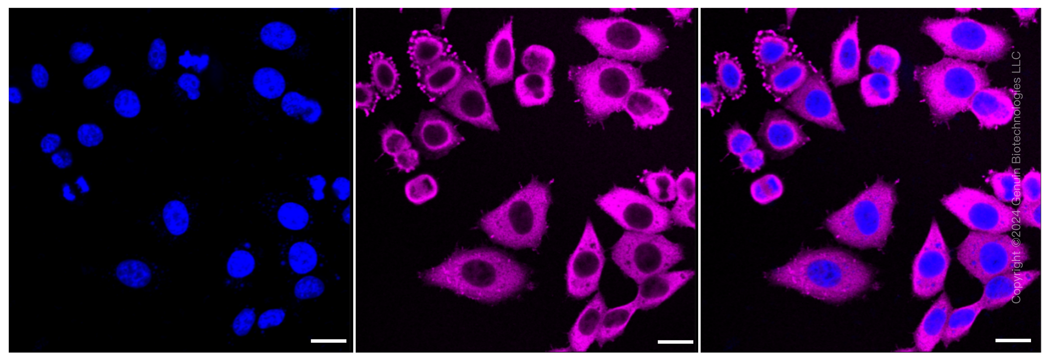 KD-Validated Anti-Hsp90 beta Rabbit Monoclonal Antibody ABG1241