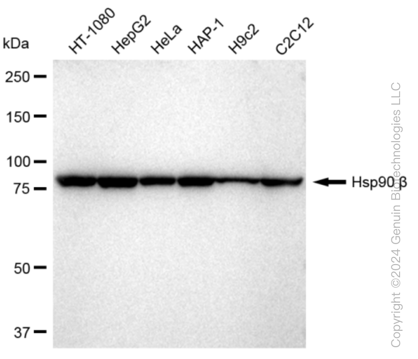 KD-Validated Anti-Hsp90 beta Rabbit Monoclonal Antibody ABG1241